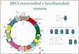 Análise dos genes mitocondriais COI e 16S de populações de